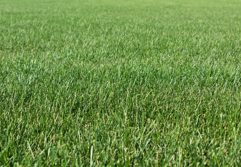 1737452490209480.png 人造草坪