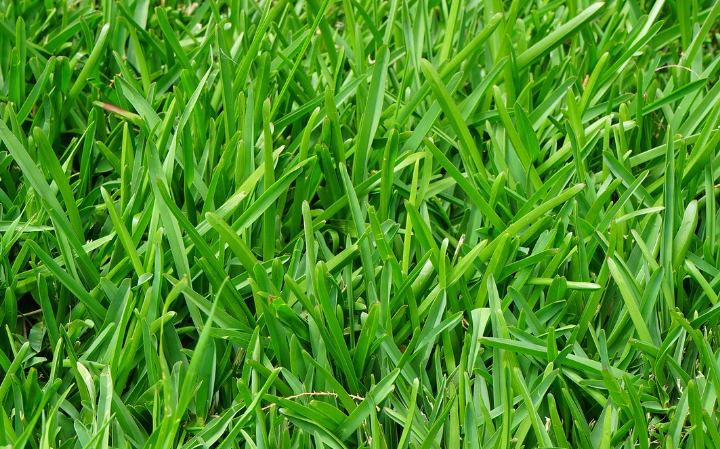 1737452568112888.png 仿真草坪