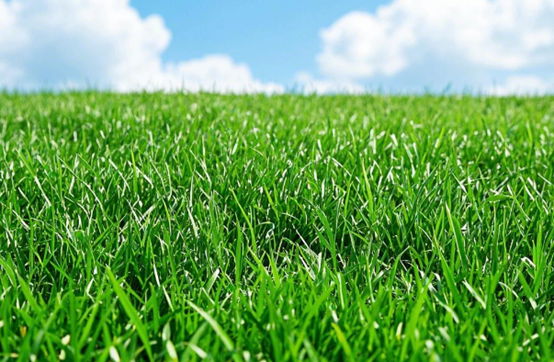 1738831231160364.png 人造草坪