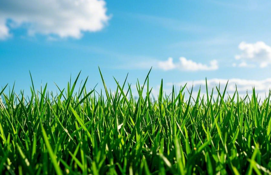 1739261350124219.png 仿真草坪