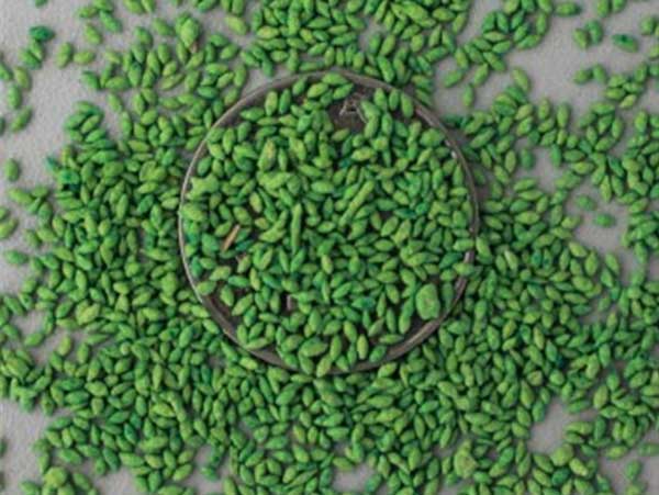 草坪種子報(bào)價(jià)